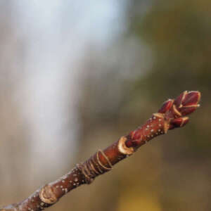 The bud at the end of a tree branch.