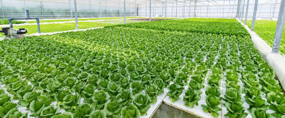 Heads of lettuce grow in a large white greenhouse