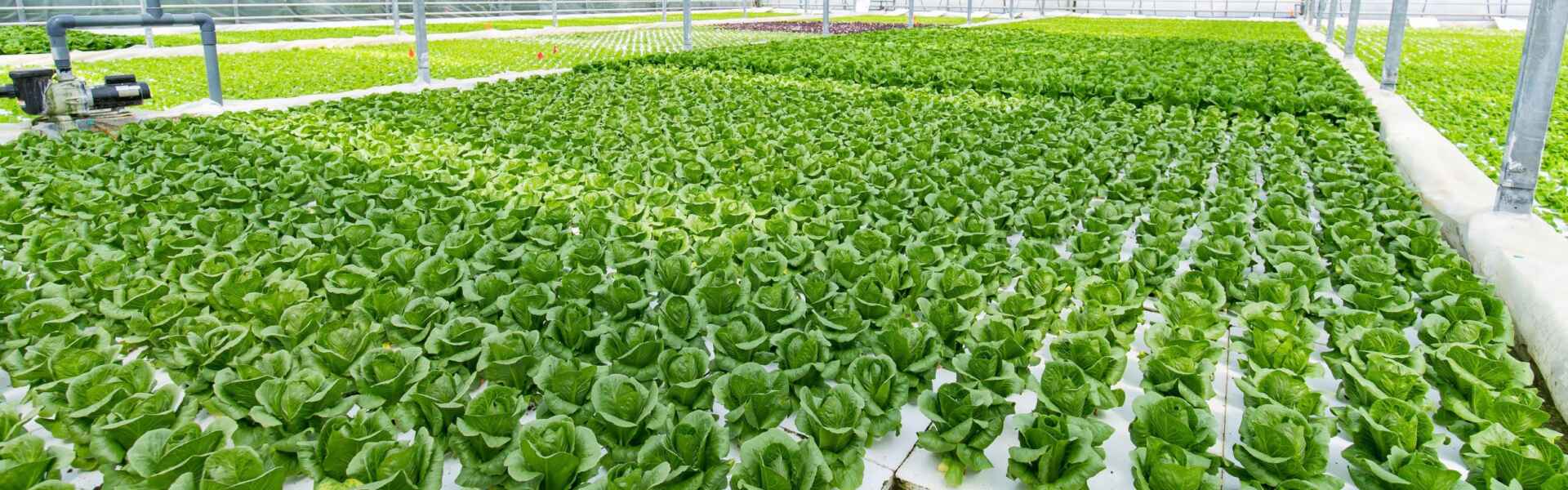 Heads of lettuce grow in a large white greenhouse