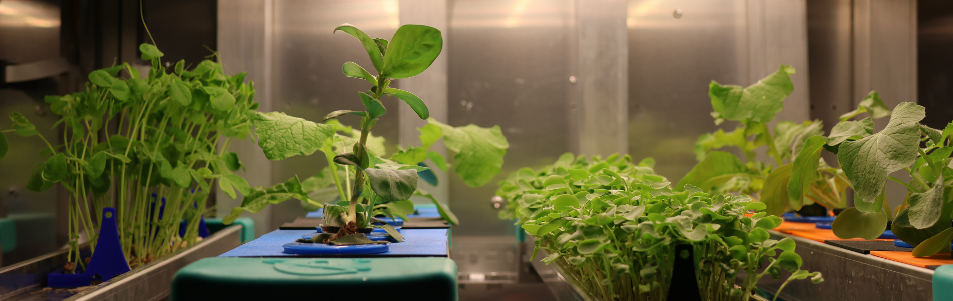 Edible greens grow inside of the GOOSE hydroponic system.