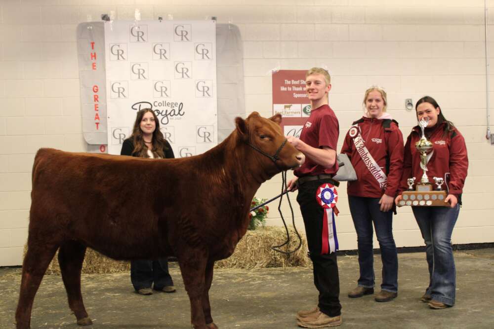 Three students pose with brown cow, holding trophies and wearing celebratory badges and banners.