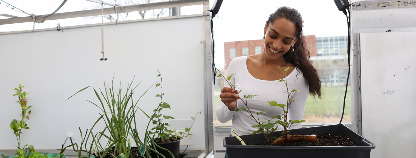 U of G OAC crop-science student holding a plant