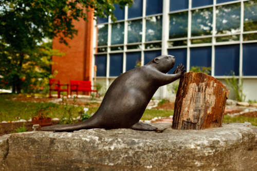 A statue of a beaver pushing its hands against a stump in front of the Indigenous Student Centre.