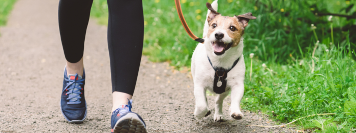 A happy small dog is walking along a path on a leash.