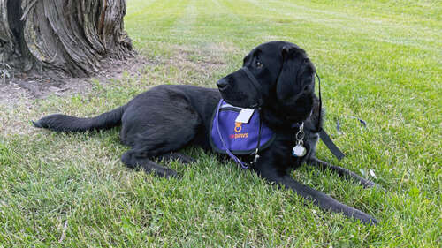 A black Labrador retriever sits on green grass wearing a purple service dog vest. 