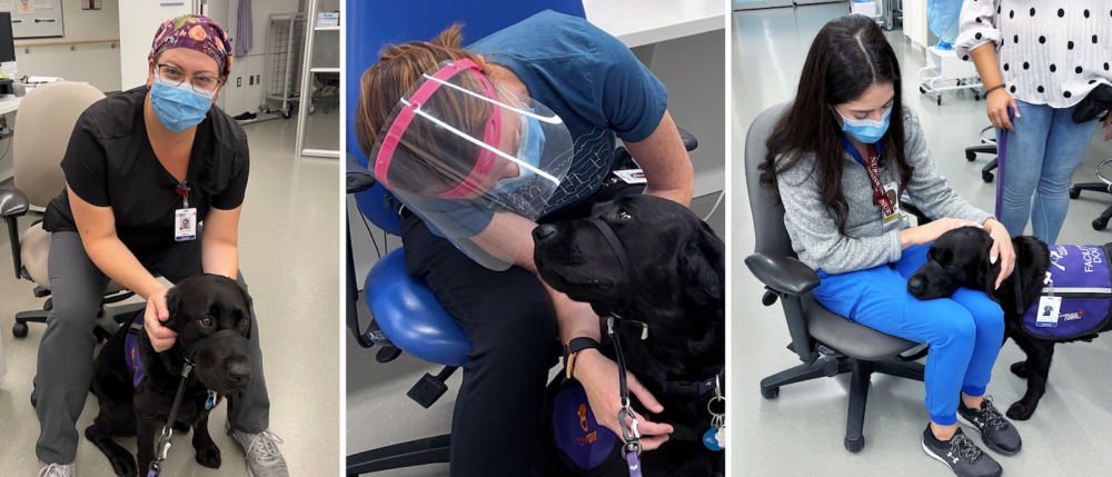 A three-photo collage shows Ember, a black Labrador retriever, engaging with three health care professionals in a hospital setting.