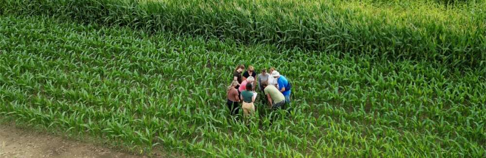 An aerial view of 9 people examining a corn plant while standing in a corn field