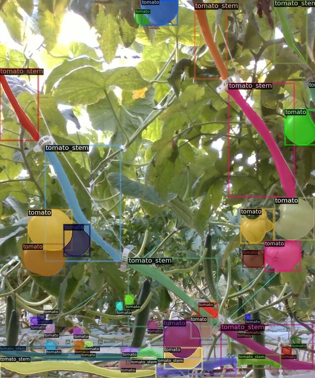 Various tomato plants captured by user interface of smart robot, tomatoes are outlined in various colours and labelled “tomatoes” or “tomato_stem”