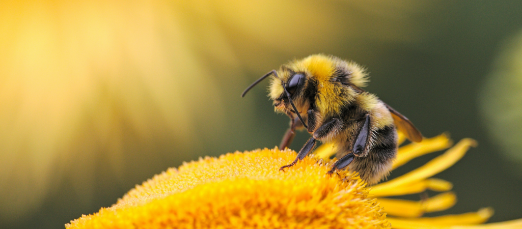 ‘Bee-Safe’ Pesticides Not So Safe For Wild Bees, U of G Study Reveals