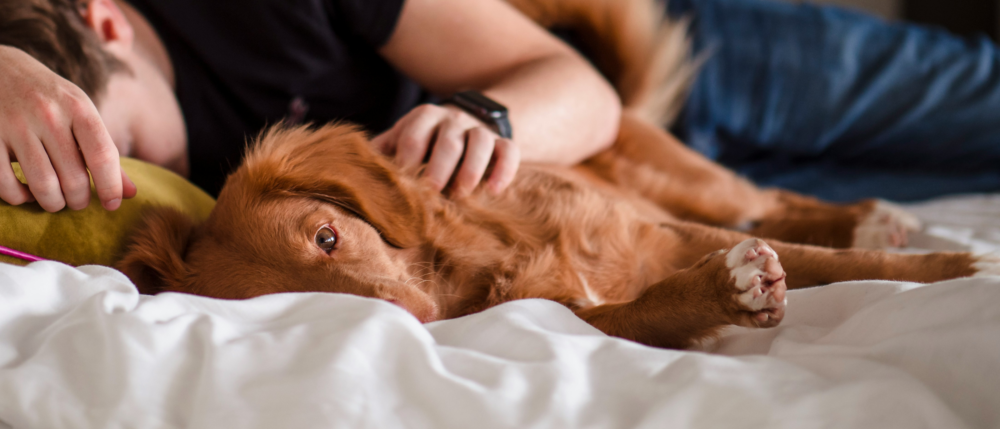 Golden retriever with medium brown coat lying in bed with person behind holding