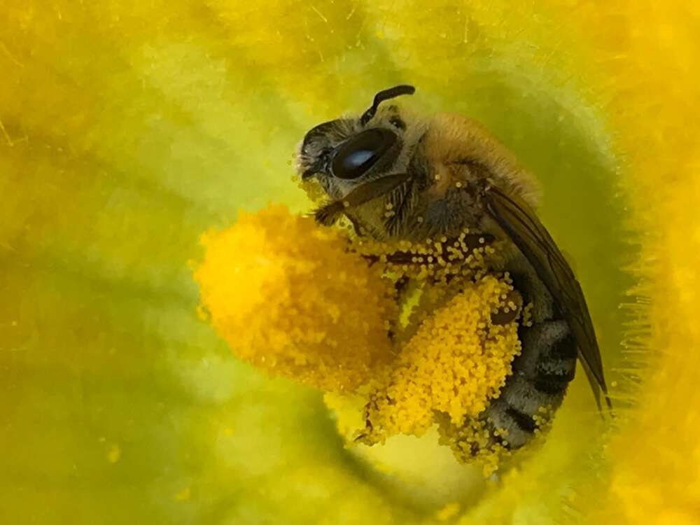 Hoary squash bee inside squash flower, body covered in yellow pollen