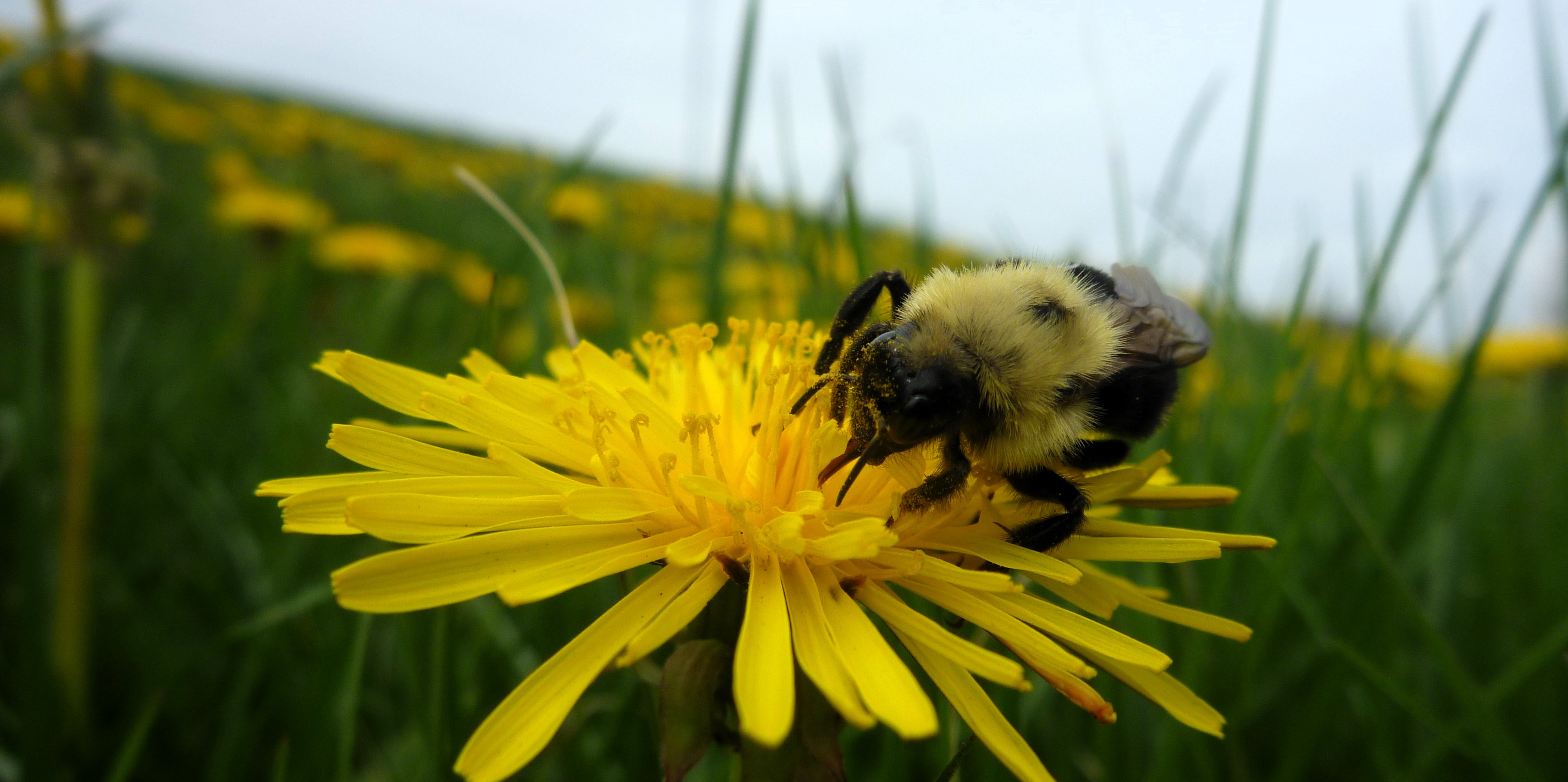 a closeup of a bumblebee foraging in a dandelion