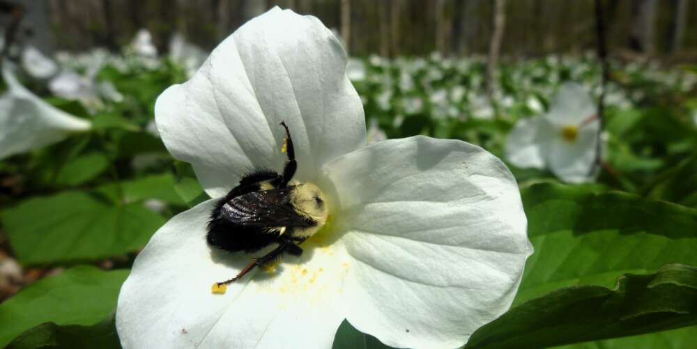 A closeup of a bumblebee (bombus impatiens) foraging in a trillium flower