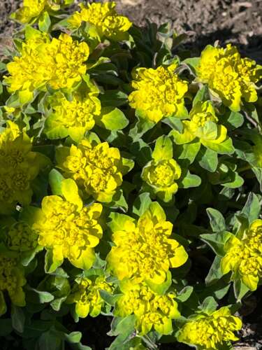 Cushion Spurge, a bright yellow flower, blooms.