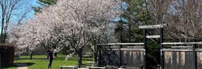 Spring is in Bloom at the Arboretum