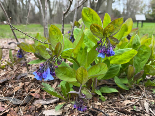 Virginia bluebells beginning to blossom with small vibrant blue buds.