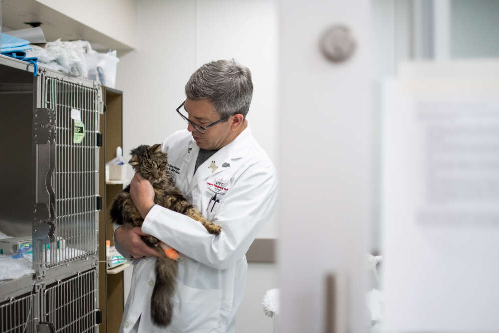 A man in a lab coat holds a grey cat.