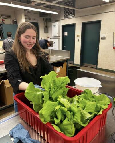 A student has a bin full of hydroponic lettuce.