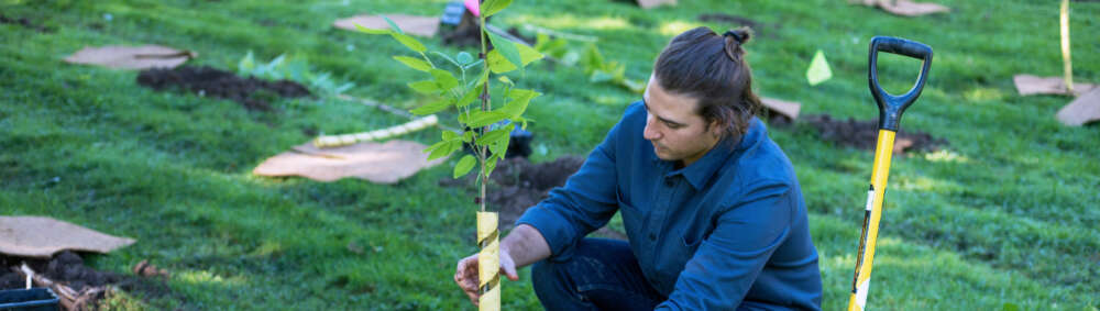 A person plants a tree.