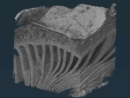 A research image in black, white and gray shows the structure of an oyster mushroom. 