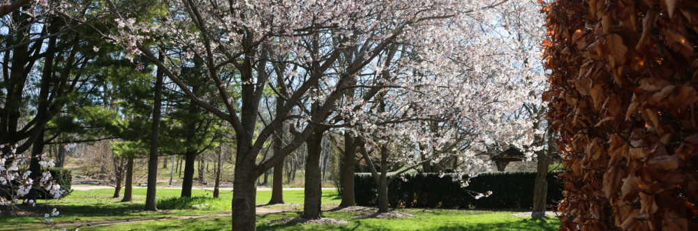 Several trees in bloom as well as conifers in the U of G Arboretum in spring