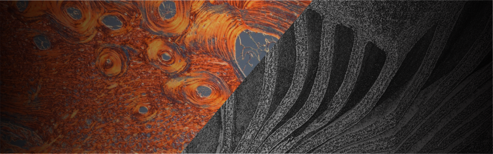 A collage of two scientific research images shows a lizard's osteoderm in red, orange and gray beside the structure of an oyster mushroom in black, white and gray.