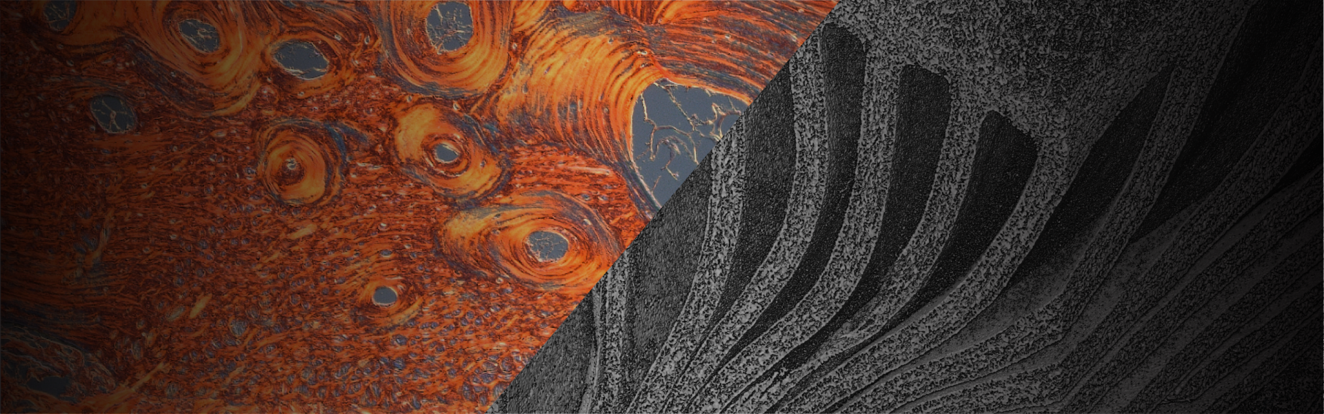 A collage of two scientific research images shows a lizard's osteoderm in red, orange and gray beside the structure of an oyster mushroom in black, white and gray.