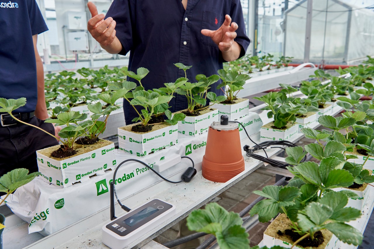 Strawberry research plants on table as researchers gesture to them in the background