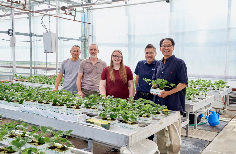 Five researchers in Dr. Zheng's lab, surrounded by strawberry plants on tables.