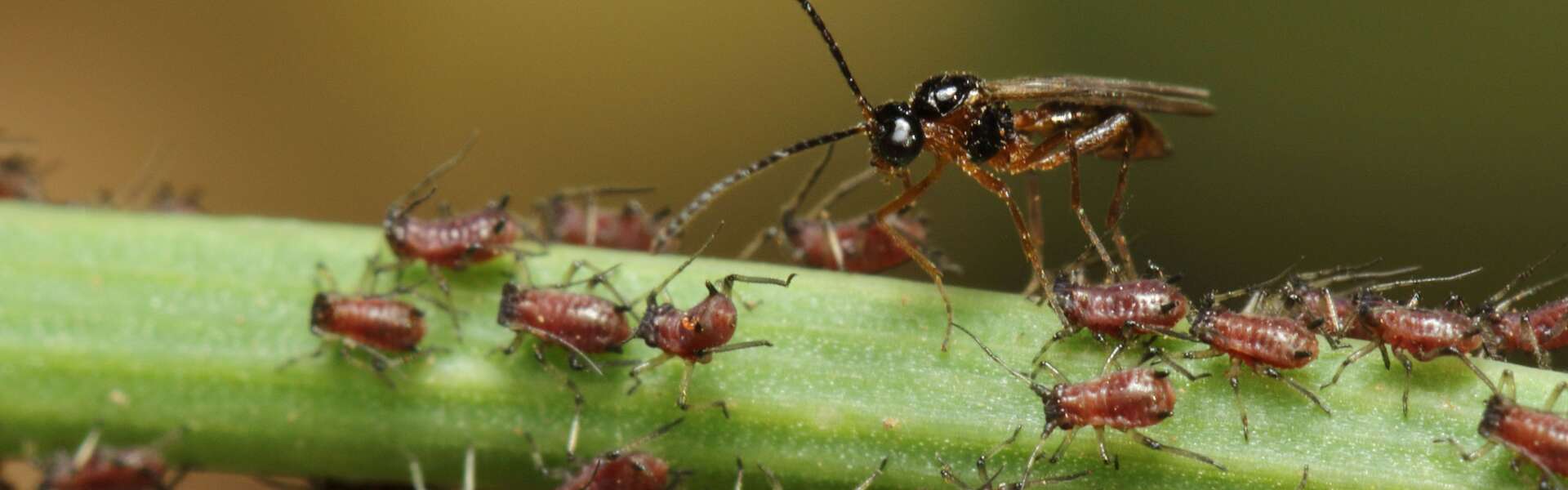 A wasp with dozens of aphid on a stem