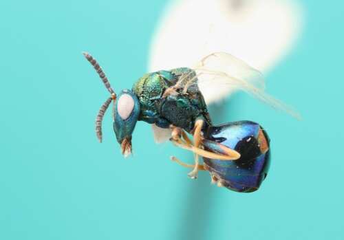 A closeup photo of a blue and green wasp