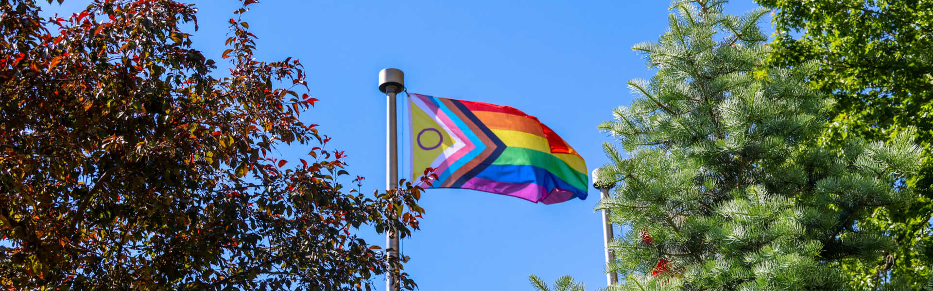 Pride Flag in between trees on U of G campus