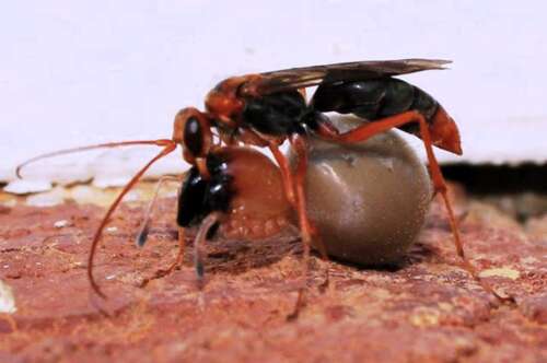 A parasitoid wasp dragging a legless sac spider to its nest