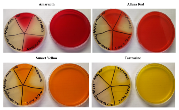 Petri dishes filled with coloured liquids