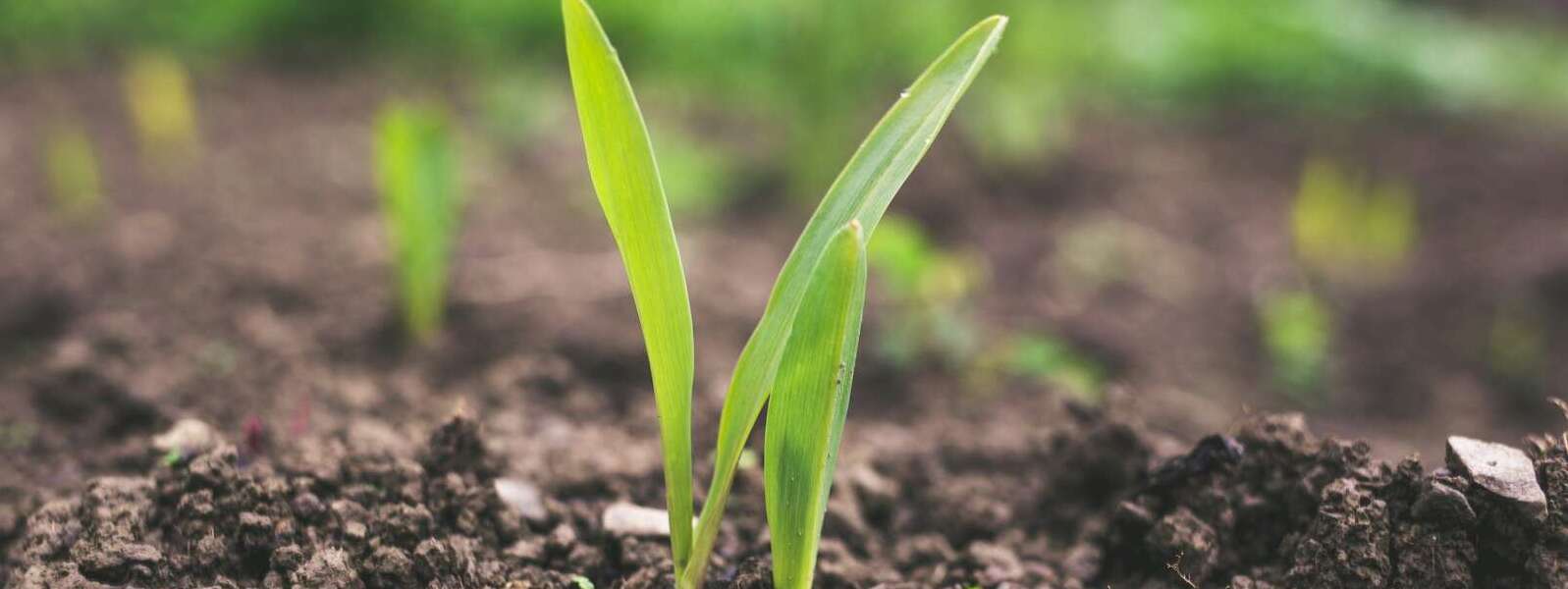 green plant sprouting at daytime