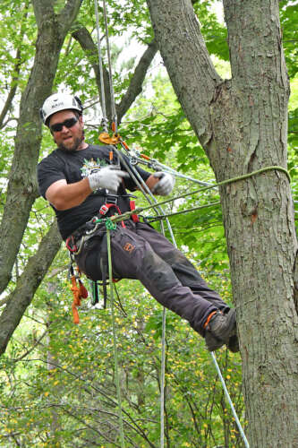 A man climbs a tree using a harness, wearing a hardhat and gloves.