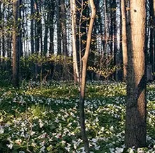 A forest with tall thin trees and groundcover of trilliums, green plants with white flowers.