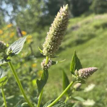 A close-up of an anise hyssap.