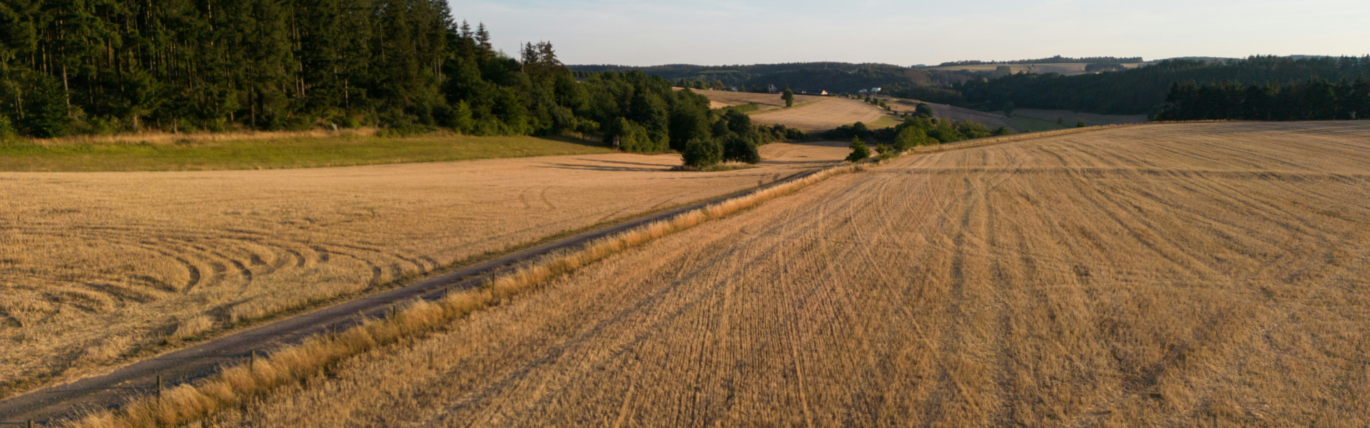 Rural landscape with golden fields stretching into the distance, bordered by dense green forest on one side. A narrow dirt road cuts through the fields, leading towards distant hills under a clear blue sky.