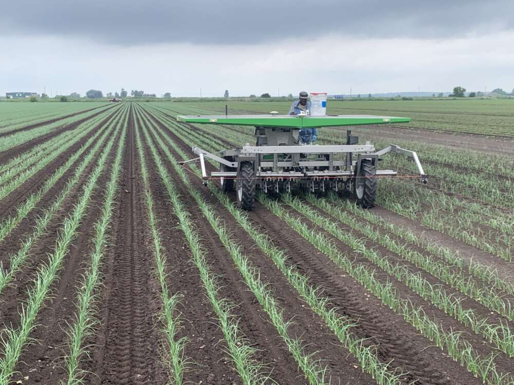 A triangular shaped robot on a field, green rows of crop plants in parallel. The robot has a triangular top with white bars perpendicular to wheels.