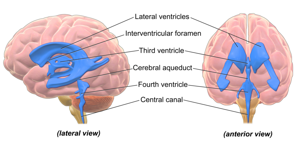 A medical illustration showing the ventricles of the brain from two different perspectives: a lateral view (side view) on the left and an anterior view (front view) on the right. The ventricles, depicted in blue, are cavities within the brain that contain cerebrospinal fluid. The labeled structures include:

Lateral ventricles: the largest cavities located within each hemisphere of the brain.
Interventricular foramen: a channel that connects the lateral ventricles to the third ventricle.
Third ventricle: a narrow cavity located between the two halves of the brain.
Cerebral aqueduct: a channel that connects the third ventricle to the fourth ventricle.
Fourth ventricle: located at the back of the brain, it connects to the central canal.
Central canal: extends down through the spinal cord from the fourth ventricle.
The brain itself is shown in a pinkish color, providing context for the location of these ventricles within the overall structure of the brain.