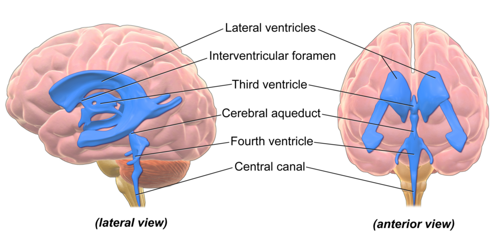 A medical illustration showing the ventricles of the brain from two different perspectives: a lateral view (side view) on the left and an anterior view (front view) on the right. The ventricles, depicted in blue, are cavities within the brain that contain cerebrospinal fluid. The labeled structures include:
Lateral ventricles: the largest cavities located within each hemisphere of the brain.
Interventricular foramen: a channel that connects the lateral ventricles to the third ventricle.
Third ventricle: a narrow cavity located between the two halves of the brain.
Cerebral aqueduct: a channel that connects the third ventricle to the fourth ventricle.
Fourth ventricle: located at the back of the brain, it connects to the central canal.
Central canal: extends down through the spinal cord from the fourth ventricle.
The brain itself is shown in a pinkish color, providing context for the location of these ventricles within the overall structure of the brain.