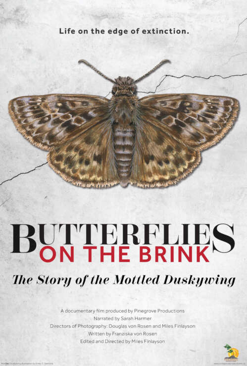 Butterflies on the brink. The story of the mottled duskywing. Picture of the mottle duskywing, a butterfly with brown mottled wings.