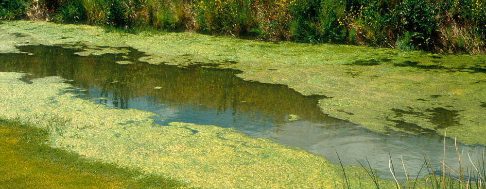 blue-green algal blooms on water