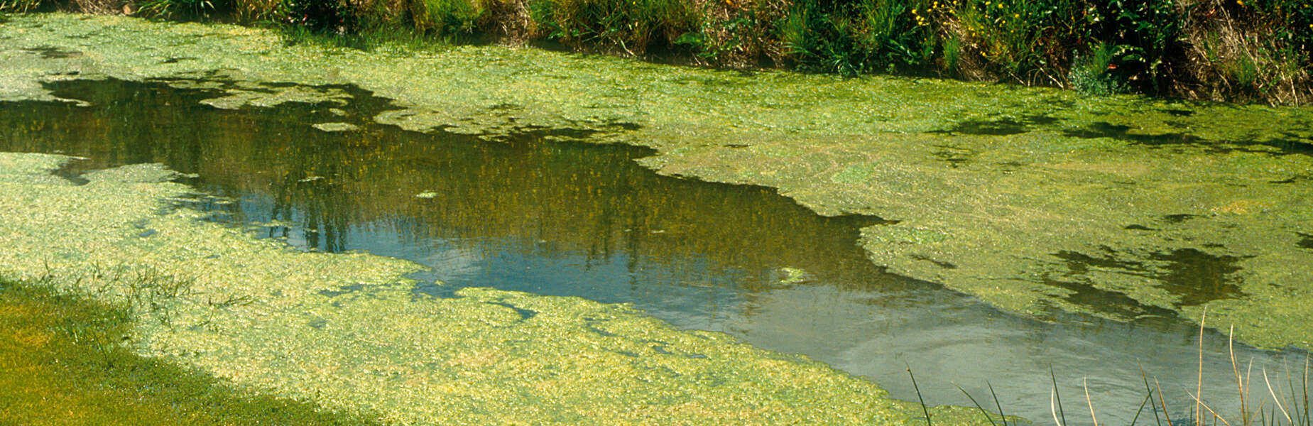 blue-green algal blooms on water