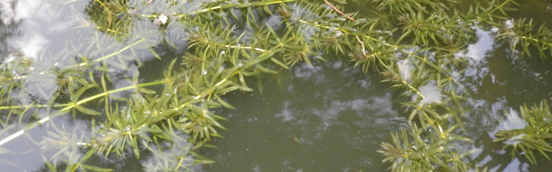 hydrilla plants float in water