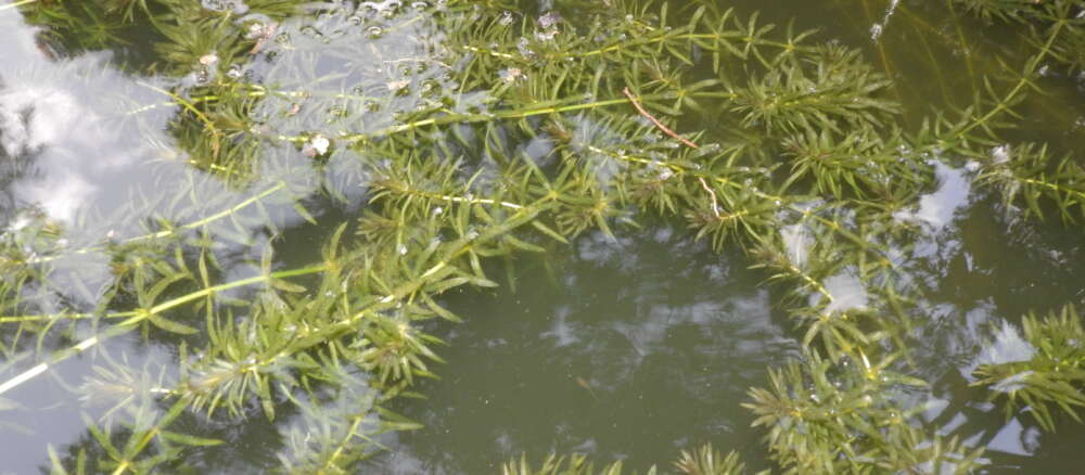 hydrilla plants float in water