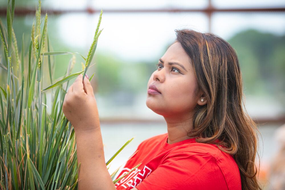 A student in a red shirt stands in a greenhouse, examining a wheat plant closely. She holds the plant gently in her hand, focusing intently on the details of the wheat head.