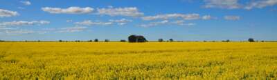 COMMENTARY: China’s Probe of Canadian Canola Will Put Exports, Farmers in Jeopardy