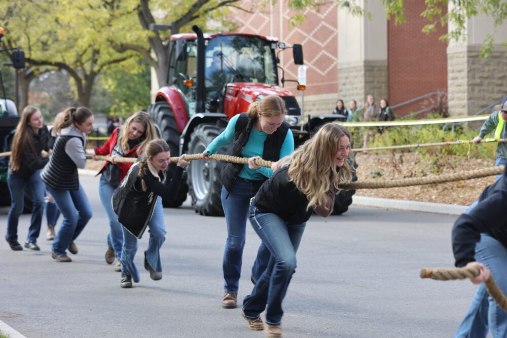 Two groups of students pull tractors attached to a rope.